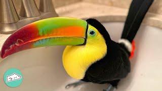 Rescue Toucan Grows Into Curious And Quirky Bird  Cuddle Birds