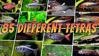 85 Best Tetra Fish Types  Rare & Common Aquarium Tetras