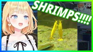 Amelia Watson shows her shrimps fighting Bonus cute sounds