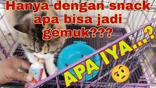 Kucing gemuk hanya dengan snack murah