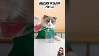 Hack day with Puff part 13 #thelittlepuff #whatshouldpuffdo #puffknowsbetter #memes #funny #cat