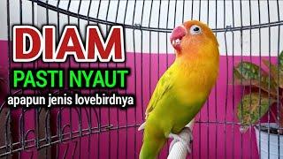 SUARA LOVEBIRD NGEKEK PANJANG FIGHTER JENIS LOVEBIRD APAPUN JELAS EMOSI PANAS LANGSUNG NYAUT