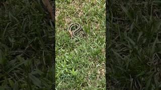 Snake Interrupting My Walk…