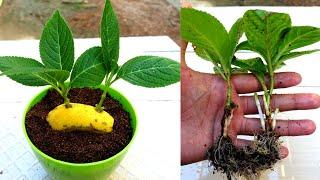 Grow hydrangea cuttings in Banana simple and effective  How to grow Hydrangeas