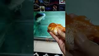 Di Prank lagi  kali ini Toman gw mukbang ikan mas koki dong