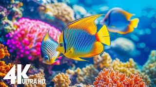 Aquarium 4k VIDEO ULTRA HD  - Captivating Moments with Beautiful Coral Reef Fish - Relaxing music