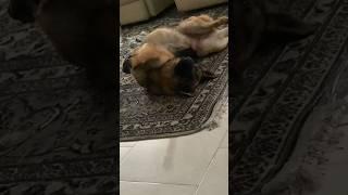 The funniest way Jessica the mother of the German Shepherd sleeps