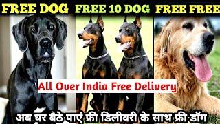 Free Dog Adoption  Free German Shepherd Labrador Adoption Pitbull Free Free Dog adoption video