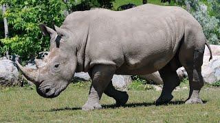 White Rhino with huge Horn starts a fight #shorts