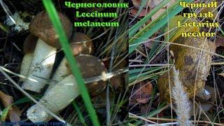 Черноголовики Leccinum melaneum и чёрные грузди Lactarius necator