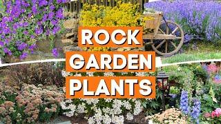 10 Best Rock Garden Plants for Sun or Shade ️  PlantDo Home Garden