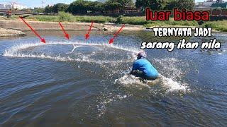 GA yangka sungai dangkal jadi sarangnya ikan nila‼️jala ikan sungai