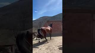 #keşfet #horse #automobile #atlar #animals #aboneolmayiunutmayin #safgang  #at #horses