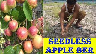 Seedless Apple Ber Plant In India  How To Buy Or Purchase  Seedless Apple Ber Plant 