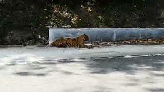 leopard sitting in road side  dhimbam ghat road leopard sitting in road side  Sathyamangalam