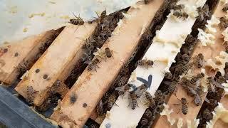 Проверка на свищевые маточники в двух маточной пчелосемье после изоляции матки весной