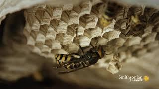 Fascinating Hornets Build An Elaborate Nest Inside a Tree