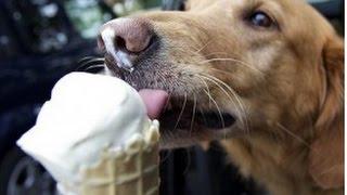 Dogs get Brain Freeze Compilation