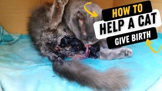 How to Help a Cat Give Birth?