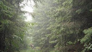 Free Flow Yoga in the Rain Under Spruce Trees  Relaxing Sound of Rain