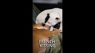 Dogs French Kissing Like a Boss  #Shorts