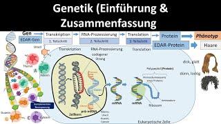 Genetik Einführung  Zusammenfassung 12 - Abitur Biologie Genetik Oberstufe