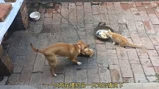 MOST Vicious DOG Attacks On CATS and KITTENS