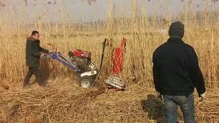 reed harvester