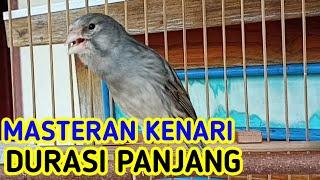 KENARI GACOR DURASI PANJANG NEMBAK NGEROLL