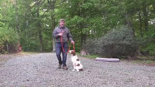 Brittany Spaniel Puppy Training  Winston Salem NC  Beau