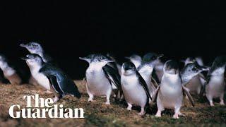 BBC sports commentator narrates Australias penguin parade in lockdown voiceover