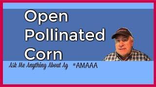 Open pollinated seed corn #AMAAA ask me anything about agriculture