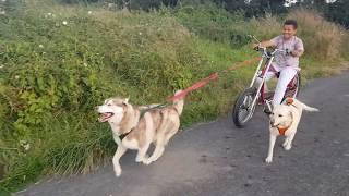 Howling Wheels Adventures Cycling with husky Gohan