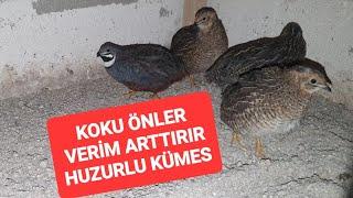 ÇİN BILDIRCINI ALTLIĞI NASIL OLMALI ? herkes yoruma #bıldırcın Kafes temizliği