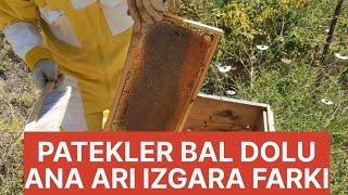 2023 Bal hasadı Ana arı ızgarası kullanmanın farkı Adana