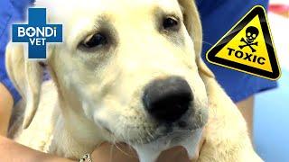 Life or Death for Poisoned Labrador ️  Bondi Vet Clips  Bondi Vet