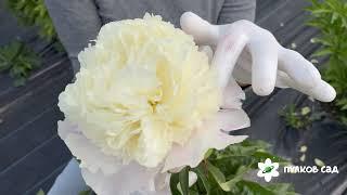 Touch of Class peony. Так Оф Класс пион. Пулков сад