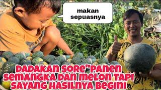 DADAKAN SORE PANEN SEMANGKA DAN MELON TAPI SAYANG HASILNYA TIDAK SESUAI EXSPETASI