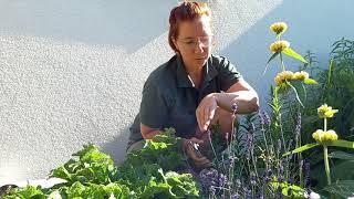 Lavendel schneiden im Sommer