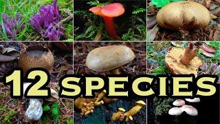 Find Wild Mushrooms