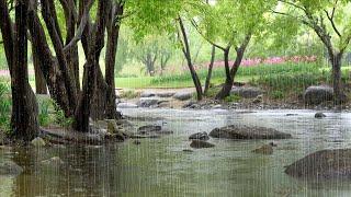 A Calmly Flowing Stream and the Pleasant Rain Sounds - Healing Rain for Deep Sleep Calm Mind