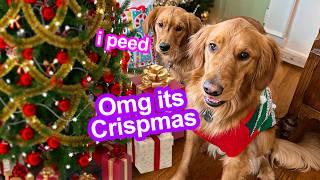 Celebrating My Dogs First Christmas *ADORABLE* 