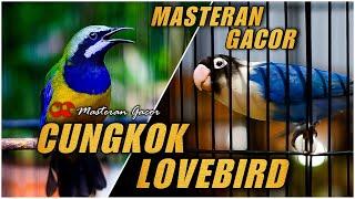 MASTERAN GACOR CUCAK CUNGKOK VS LOVEBIRD NGEKEK PANJANG COCOK BUAT ISIAN SEGALA JENIS BURUNG MURAI