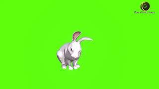 Rabbit Green Screen HD 2