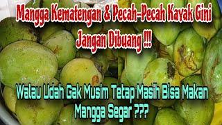 Cara Menyimpan Mangga Supaya Tetap Segar Dan Awet Berbulan-bulan‼️