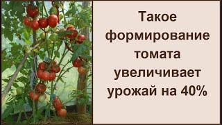 Как формировать высокие томаты в два стебля для большого урожая