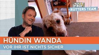 Kann Hundetrainerin Ellen Wandas Fresssucht stoppen?   Der Hundeprofi - Rütters Team