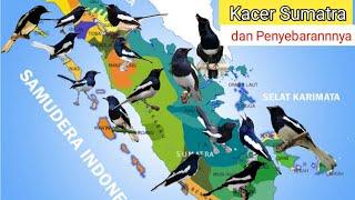 Jenis Kacer Sumatera dan Penyebarannya