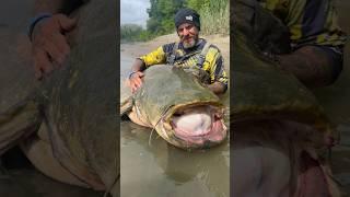 Wunderschöner RIESIGER WALLER  #fishing #shortvideo #short #shorts #shortsvideo