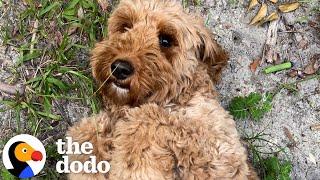 Golden Doodle Rescued From Puppy Mill Plays For The First Time  The Dodo